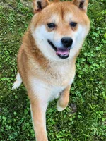 Red male super friendly !, a male Shiba Inu for sale in Spraggs, PA – Photo 1 of 6