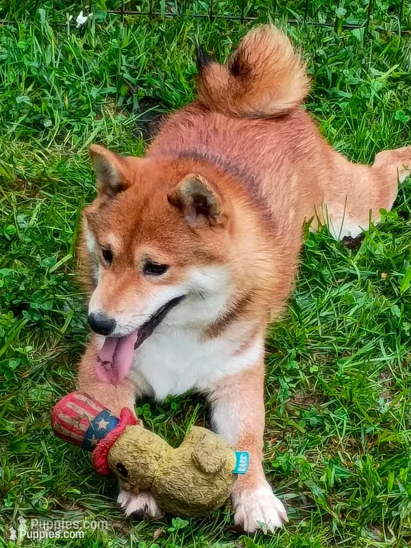 Akio 0 – Shiba Inu puppy for sale in Spraggs, PA