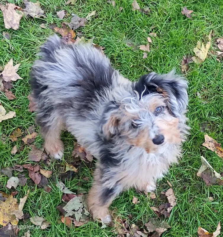 Blueboy Ready now ! – Miniature Aussiedoodle puppy for sale in Spraggs, PA