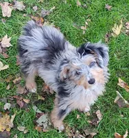 Small mini Blueboy Ready now !, a male Miniature Aussiedoodle for sale in Spraggs, PA – 1 of 9