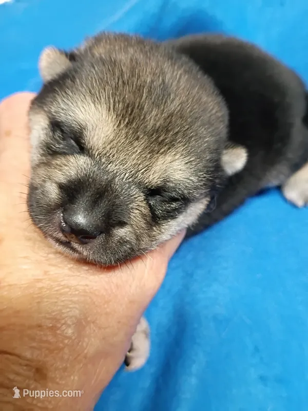 Two weeks old male – Shiba Inu puppy for sale in Spraggs, PA