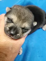 Two weeks old male, a male Shiba Inu for sale in Spraggs, PA – 1 of 9