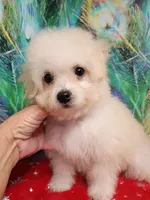 Toy size Bichon girl, a female Bichon Frise for sale in Spraggs, PA – 4 of 10