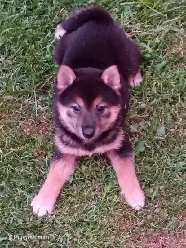 Black and tan  – Shiba Inu puppy for sale in Spraggs, PA