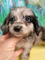 Toy Aussie doodle, a female Miniature Aussiedoodle for sale in Spraggs, PA – 5 of 9