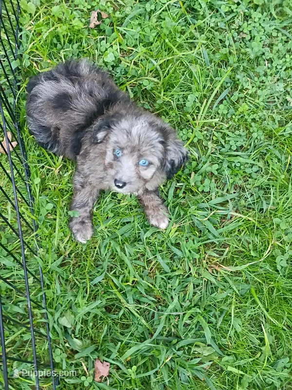 Mini blue eyes Boy Ready – Miniature Aussiedoodle puppy for sale in Spraggs, PA
