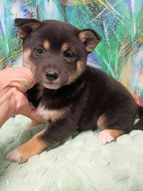 Ready October 20th girl – Shiba Inu puppy for sale in Spraggs, PA