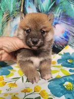 Red Meme, Tinyest !, a male Shiba Inu for sale in Spraggs, PA – 5 of 6