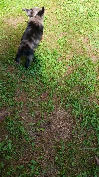 Toy Aussie Doodle girl Ready !, a female Miniature Aussiedoodle for sale in Spraggs, PA – 9 of 9