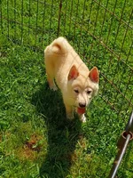 Butterscotch , a male Shiba Inu for sale in Spraggs, PA – 2 of 6