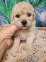 Poo-chon girl, a female Poochon for sale in Spraggs, PA – 4 of 6