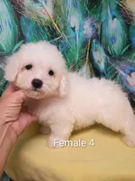 Bichon Lady Ready, a female Bichon Frise for sale in Spraggs, PA – 2 of 8