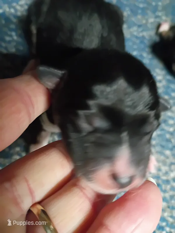 Just Born boy – Shiba Inu puppy for sale in Spraggs, PA