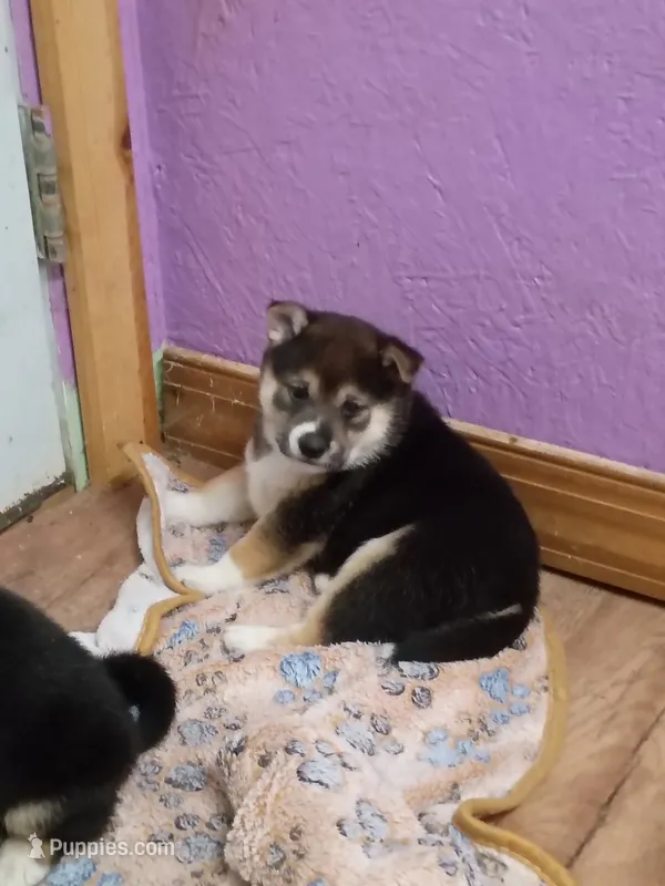 Ready October 20th Chrissy  – Shiba Inu puppy for sale in Spraggs, PA