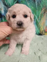 Poo-chon female , a female Bichpoo for sale in Spraggs, PA – 4 of 5