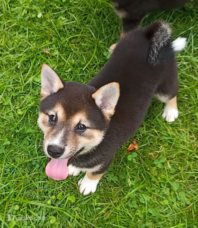 Sesame boy – Shiba Inu puppy for sale in Spraggs, PA