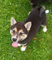 Sesame boy, a male Shiba Inu for sale in Spraggs, PA – 1 of 7