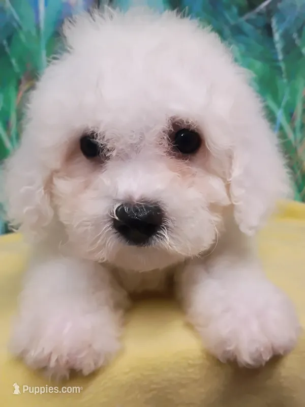 Bichon Girl. Ready now ! – Bichon Frise puppy for sale in Spraggs, PA