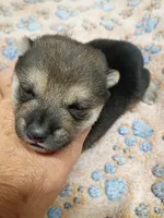 Three weeks old male, a male Shiba Inu for sale in Spraggs, PA – 5 of 8