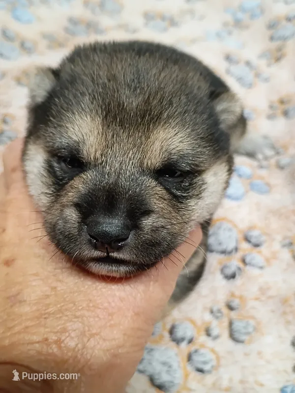 Three weeks old male – Shiba Inu puppy for sale in Spraggs, PA