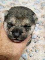 Three weeks old male, a male Shiba Inu for sale in Spraggs, PA – 1 of 8