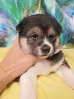 Ready October 20th, a female Shiba Inu for sale in Spraggs, PA – 3 of 9