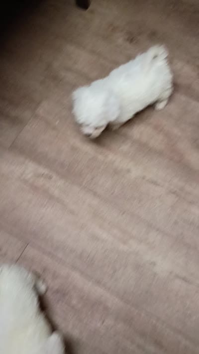 Bichon Girl. Ready on Sunday !, a female Bichon Frise for sale in Spraggs, PA – 4 of 4