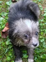Toy Aussie Doodle girl Ready ! Quite small, a female Poodle - Toy  and Toy Australian Shepherd for sale in Spraggs, PA – 6 of 8