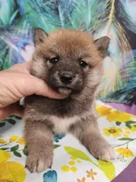 Red Meme, Tinyest !, a male Shiba Inu for sale in Spraggs, PA – 2 of 6