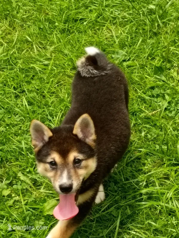 Sesame boy – Shiba Inu puppy for sale in Spraggs, PA