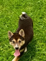 Sesame boy, a male Shiba Inu for sale in Spraggs, PA – 2 of 7