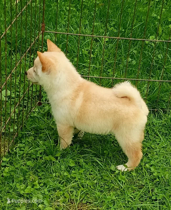 Butterscotch  – Shiba Inu puppy for sale in Spraggs, PA
