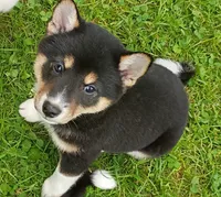 Toy Girl, a female Shiba Inu for sale in Spraggs, PA – 2 of 8