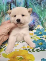 Cream little. Friendly !, a male Shiba Inu for sale in Spraggs, PA – 5 of 6