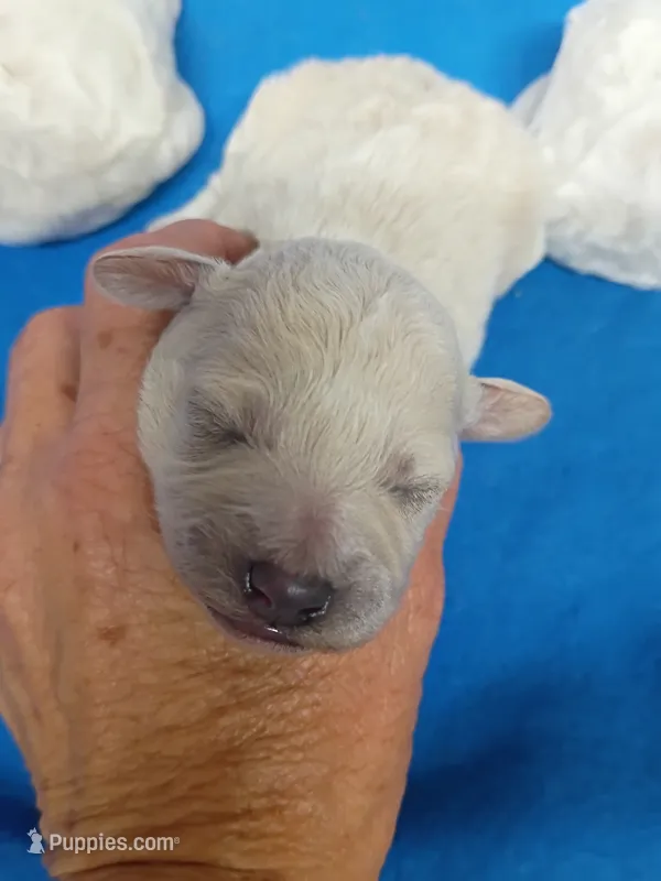 Poo-chon girl – Bichpoo puppy for sale in Spraggs, PA
