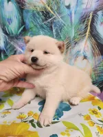 Cream little. Friendly !, a male Shiba Inu for sale in Spraggs, PA – 2 of 6