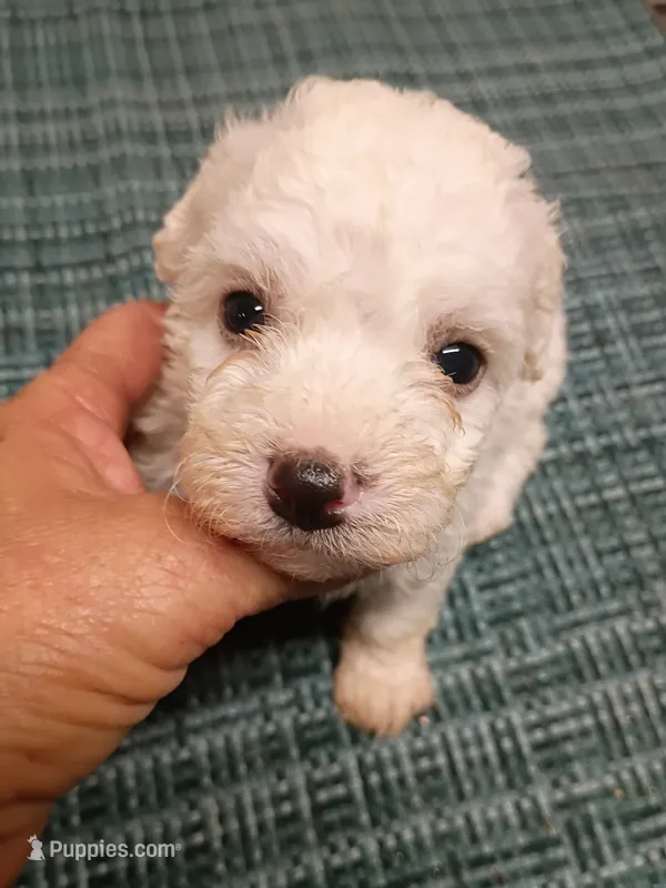 Bichon Lady – Bichon Frise puppy for sale in Spraggs, PA