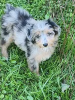 Small mini Blueboy Ready now !, a male Miniature Aussiedoodle for sale in Spraggs, PA – 5 of 9