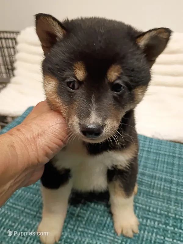 Toy Girl – Shiba Inu puppy for sale in Spraggs, PA