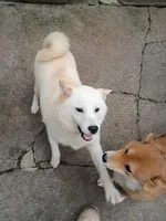 Artic, a male Shiba Inu for sale in Spraggs, PA – 2 of 3