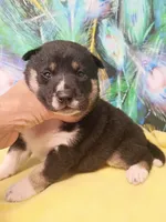 Ready October 20th boy, a male Shiba Inu for sale in Spraggs, PA – 3 of 8