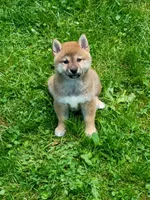 Red Meme, Ready now  !, a male Shiba Inu for sale in Spraggs, PA – 3 of 9