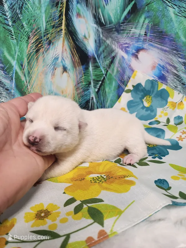 Runt Cream boy – Shiba Inu puppy for sale in Spraggs, PA