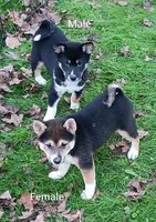 Black sesame Ready now, a female Shiba Inu for sale in Spraggs, PA – 4 of 7