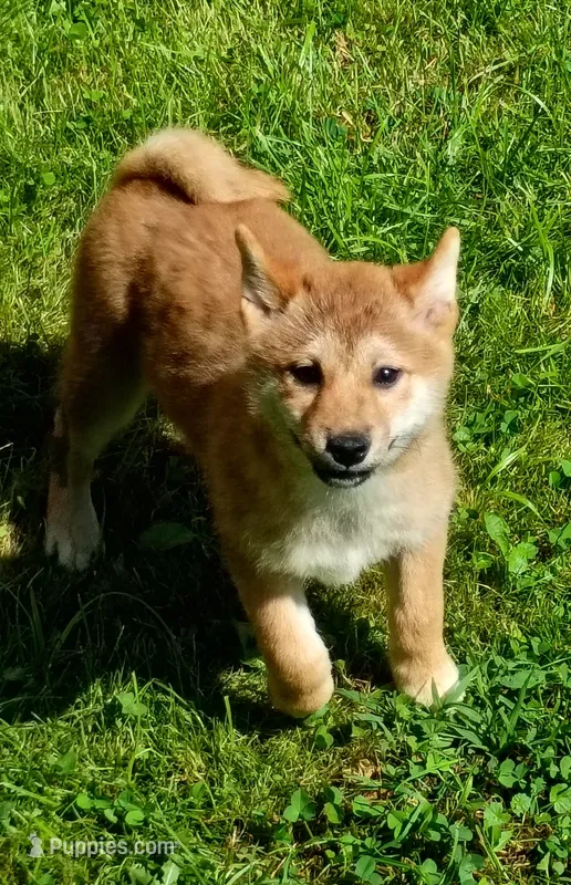 Red Male, Ready now  ! – Shiba Inu puppy for sale in Spraggs, PA