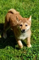 Red Male, Ready now  !, a male Shiba Inu for sale in Spraggs, PA – 2 of 7