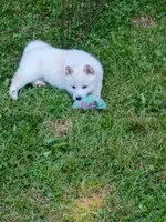 SugarPop, a male Shiba Inu for sale in Spraggs, PA – 2 of 9