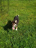 Black sesame , a male Shiba Inu for sale in Spraggs, PA – 4 of 5