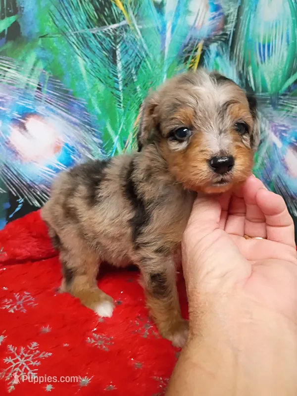 Toy boy – Miniature Aussiedoodle puppy for sale in Spraggs, PA