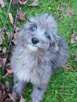 Totally Gorgeous !!!, a male Toy Australian Shepherd and Miniature Aussiedoodle for sale in Spraggs, PA – 5 of 6